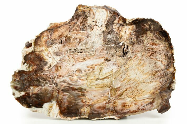 Petrified Wood (Yew) Slab - Elko County, Nevada #322683